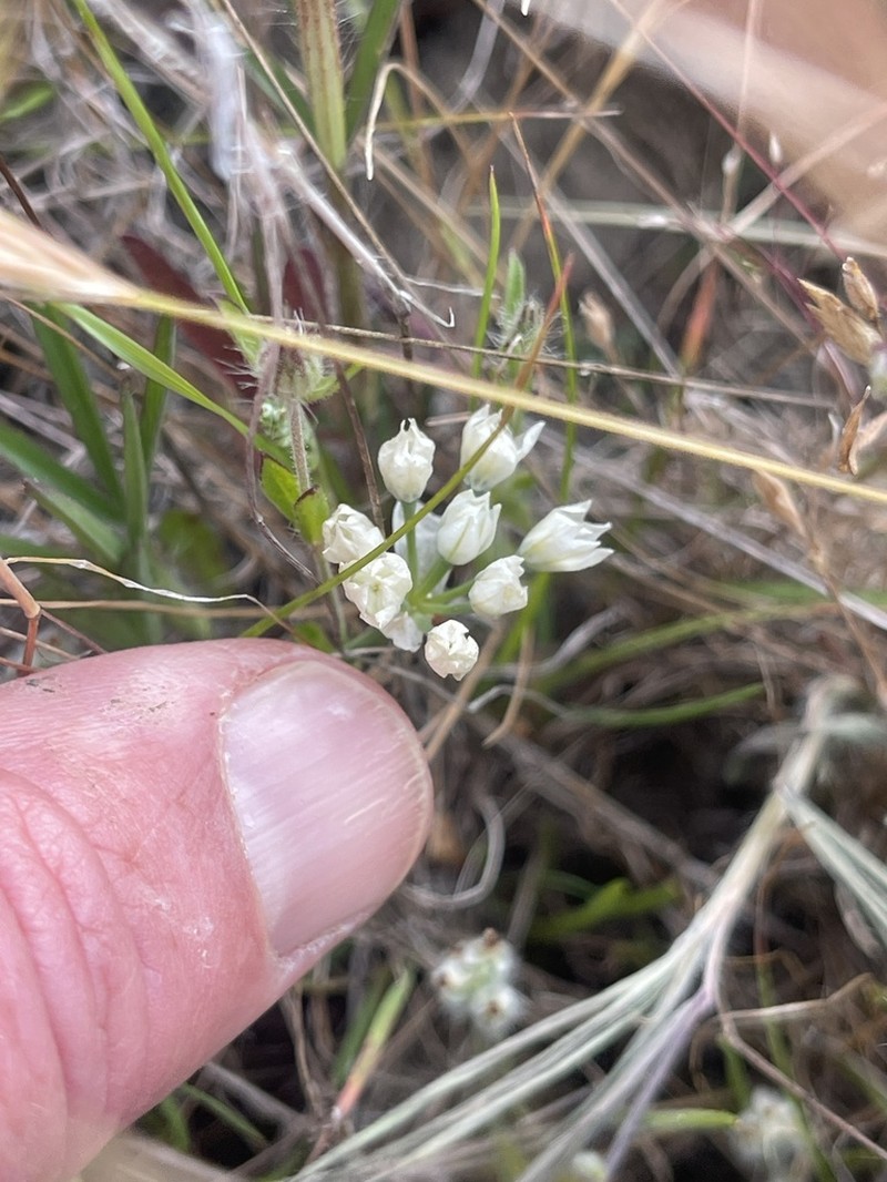 Hickman's Onion photo 8