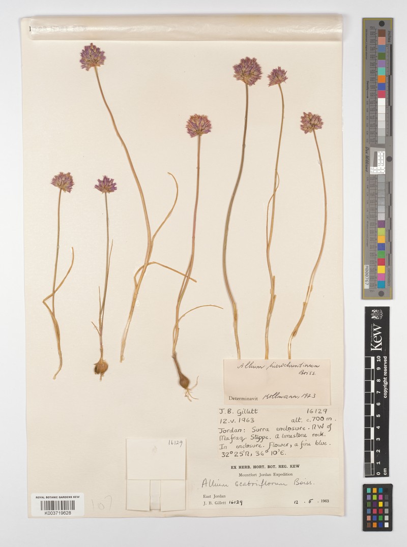 Allium hierosolymorum