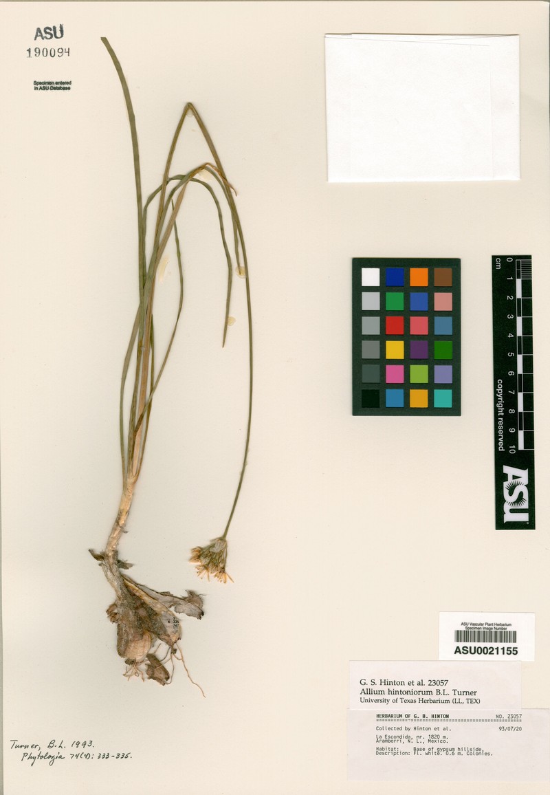 Allium hintoniorum