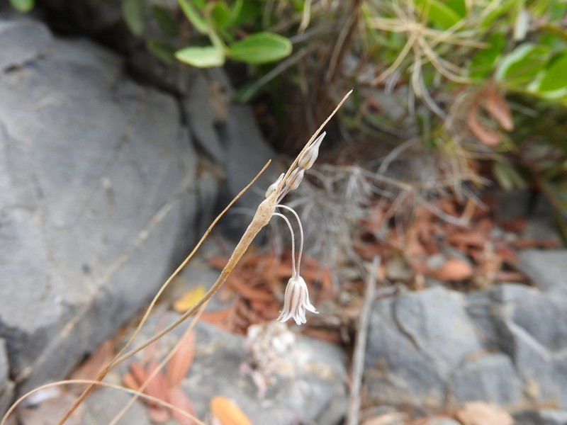 Allium hirtovaginatum photo 2