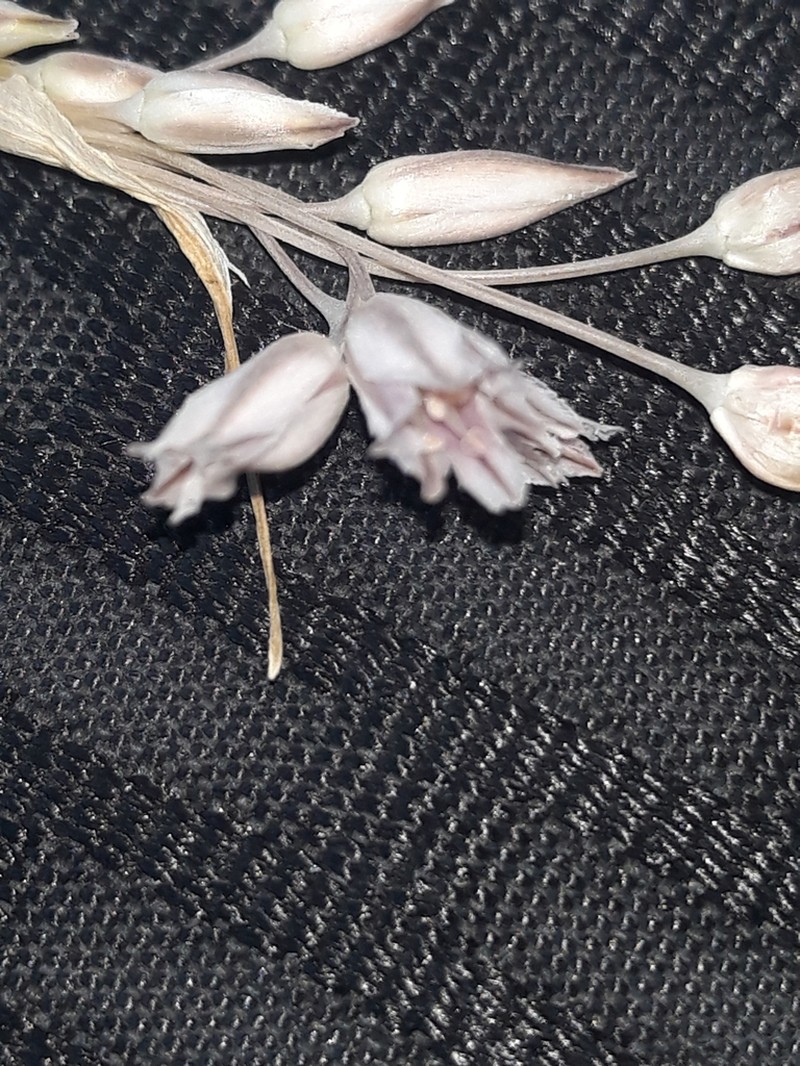 Allium hirtovaginatum photo 3