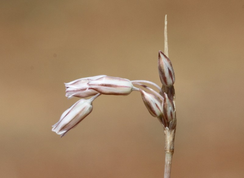 Allium hirtovaginatum photo 4