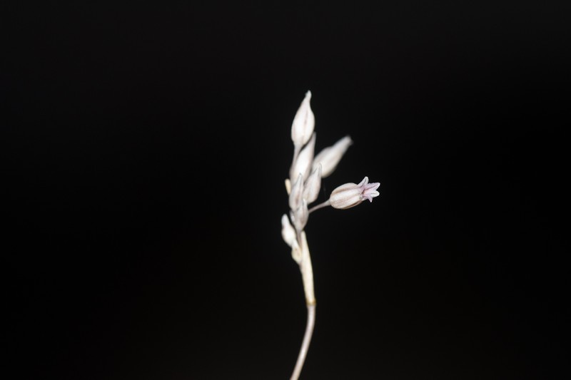 Allium hirtovaginatum photo 6