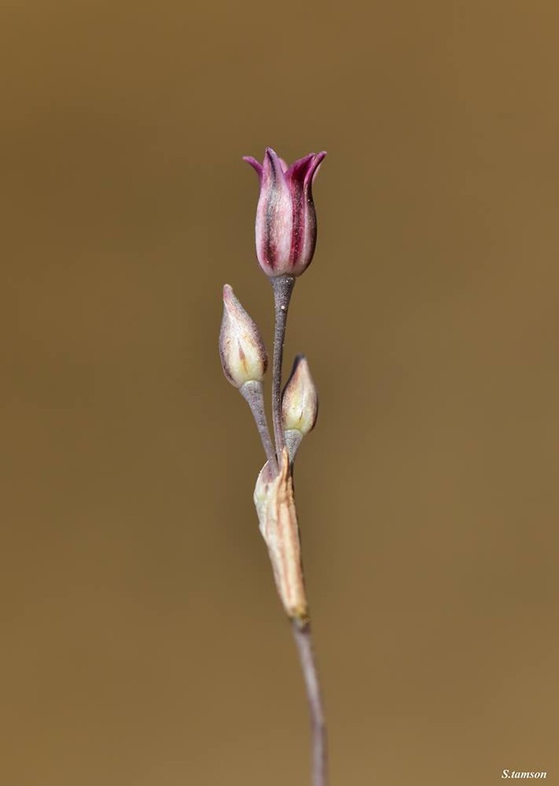 Allium hirtovaginatum photo 8