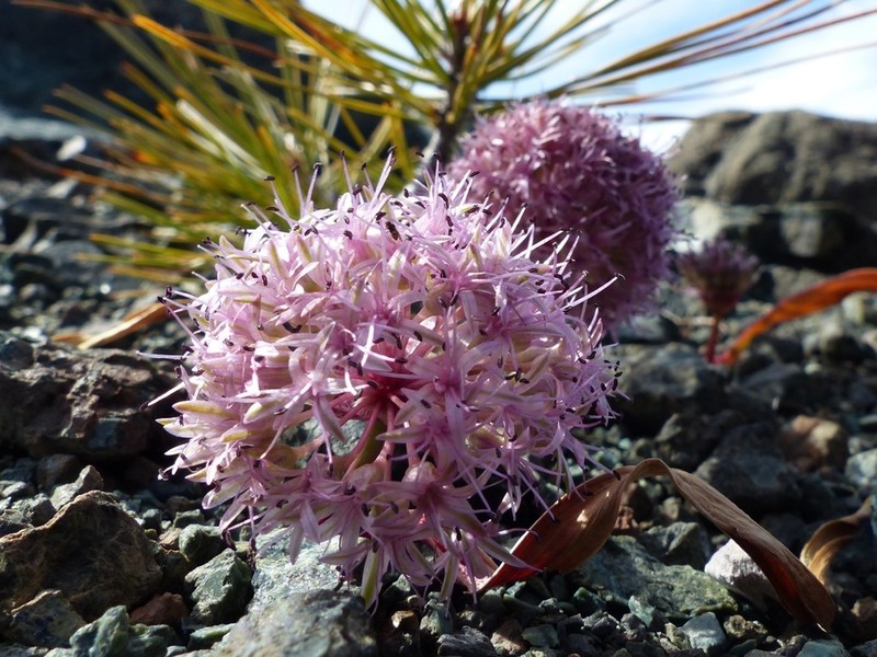 Beegum Onion photo 2