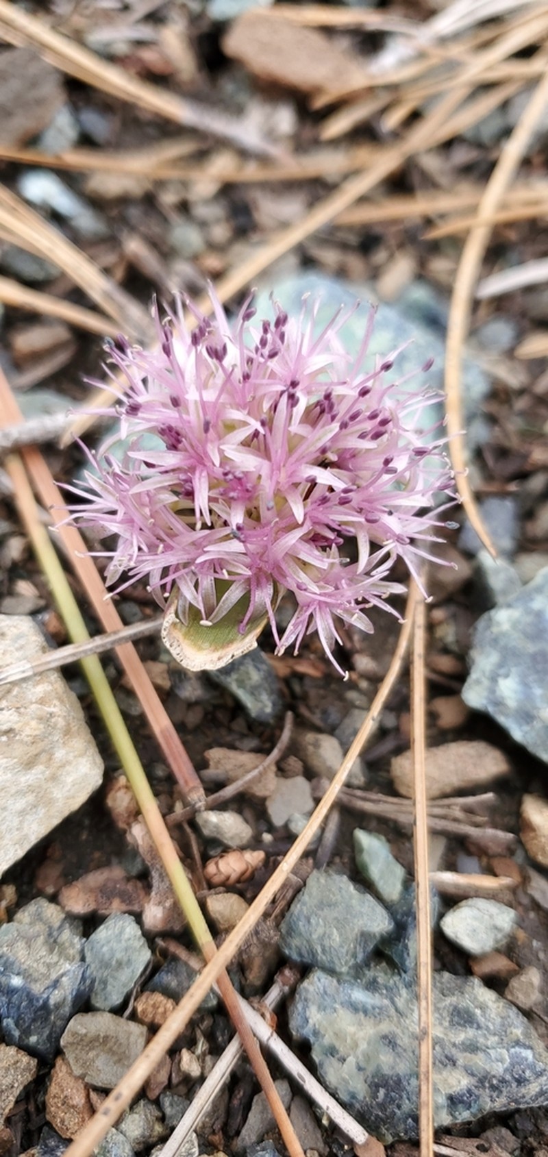 Beegum Onion photo 3