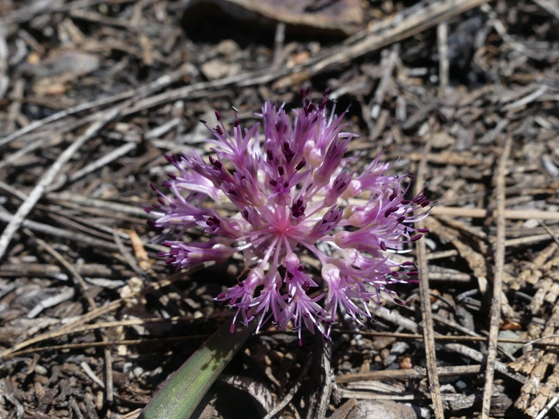 Beegum Onion photo 4
