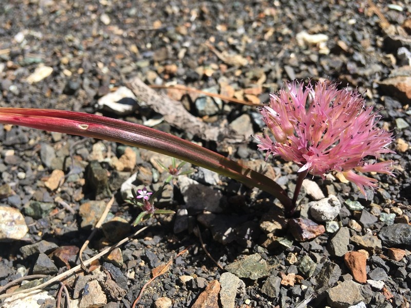 Beegum Onion photo 6