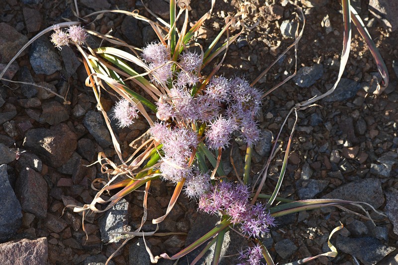 Beegum Onion photo 7