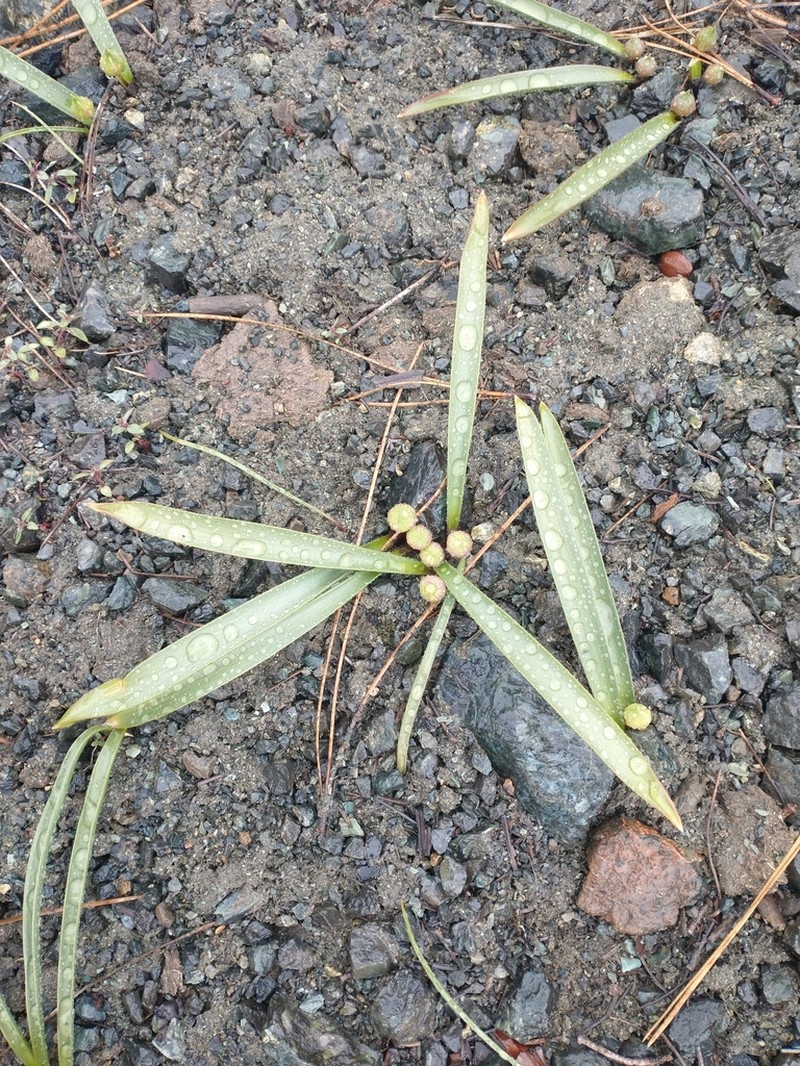 Beegum Onion photo 8