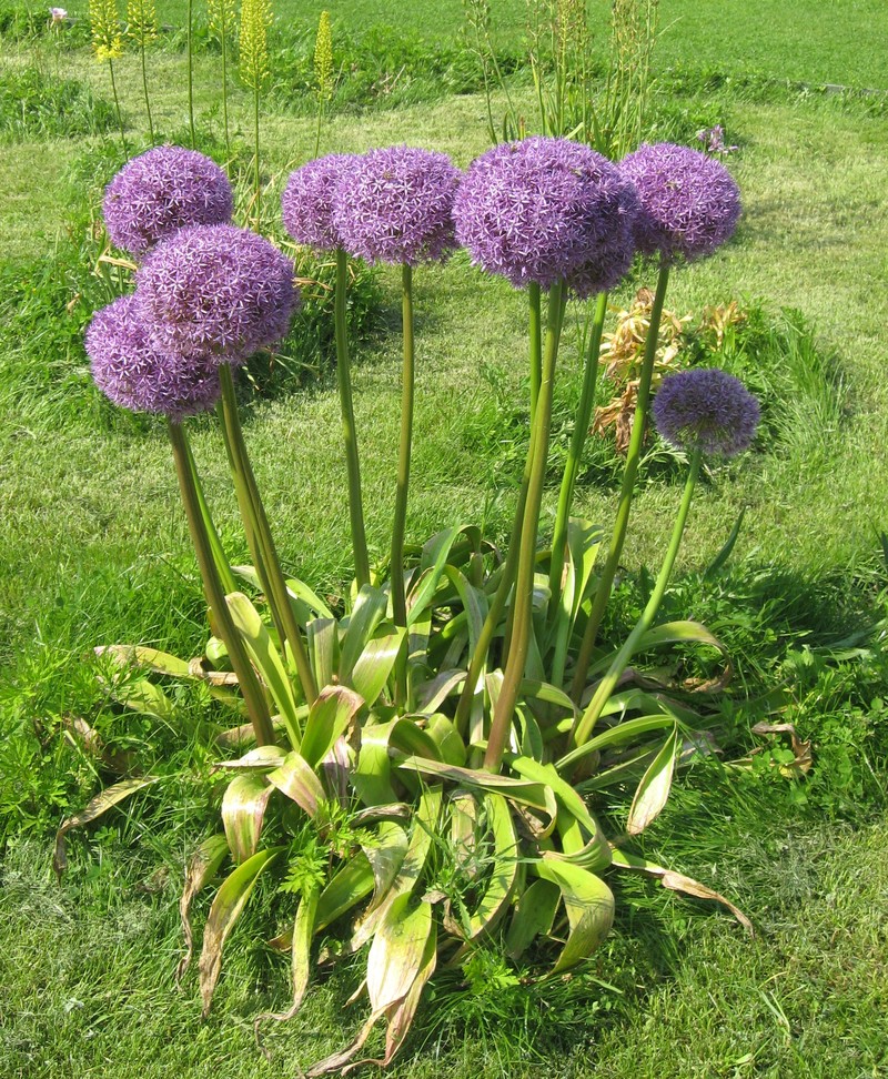 Allium hollandicum