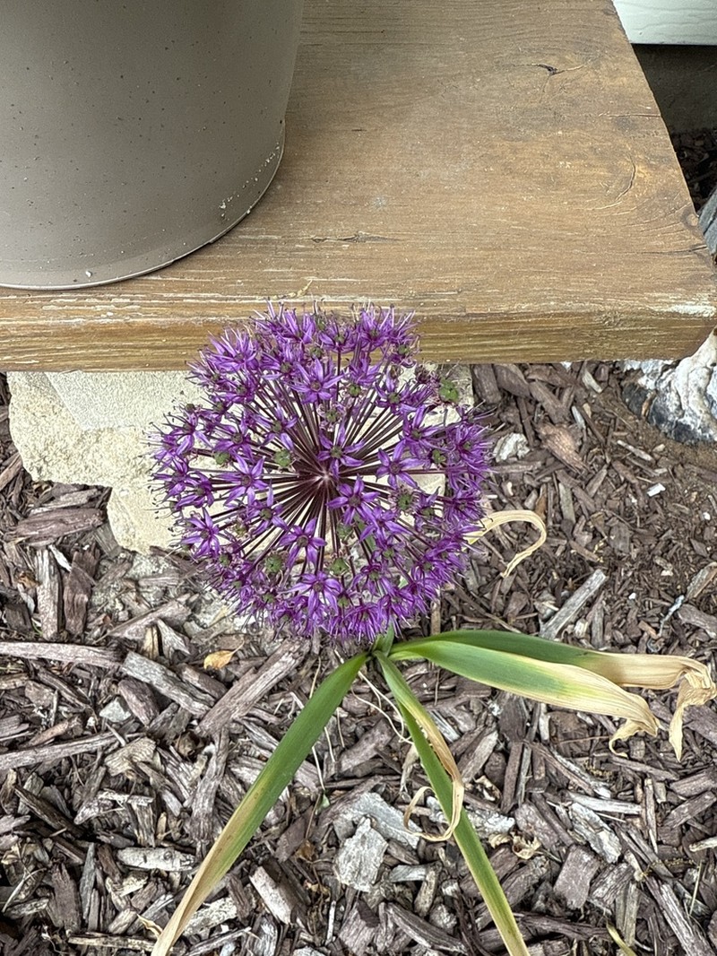 Allium hollandicum photo 2