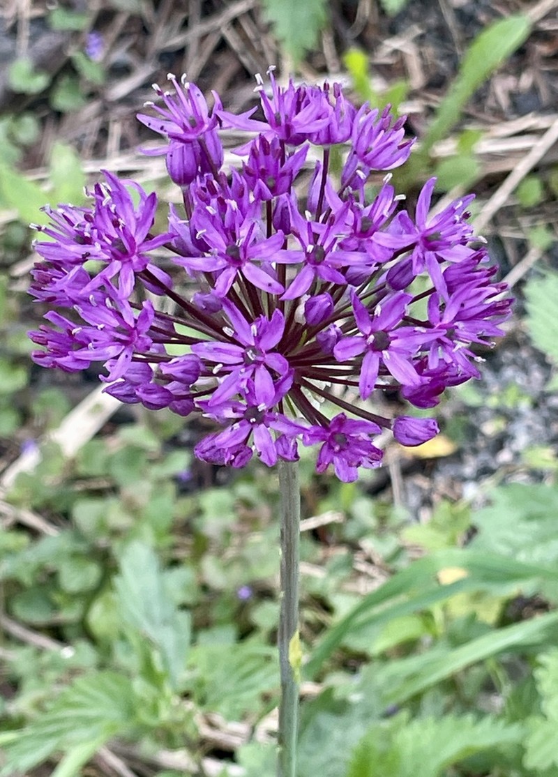 Allium hollandicum photo 3
