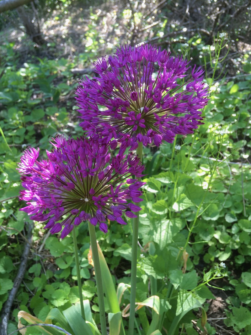 Allium hollandicum photo 4