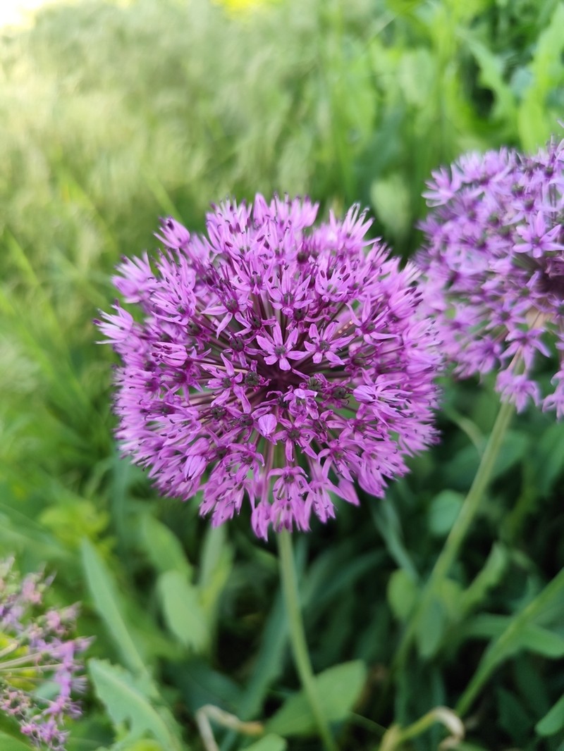 Allium hollandicum photo 5