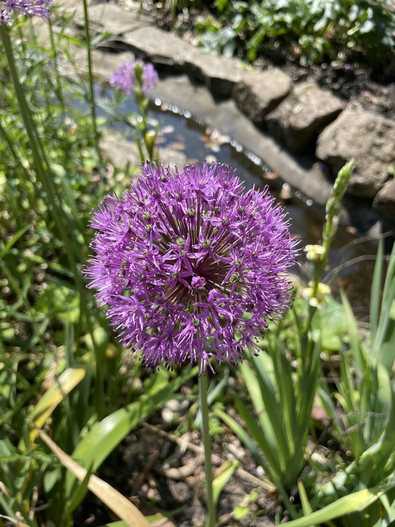 Allium hollandicum photo 6