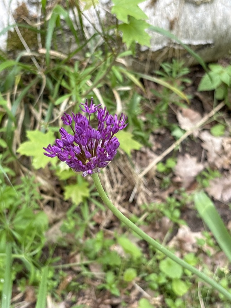 Allium hollandicum photo 7