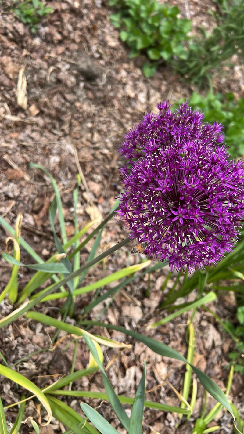 Allium hollandicum photo 8