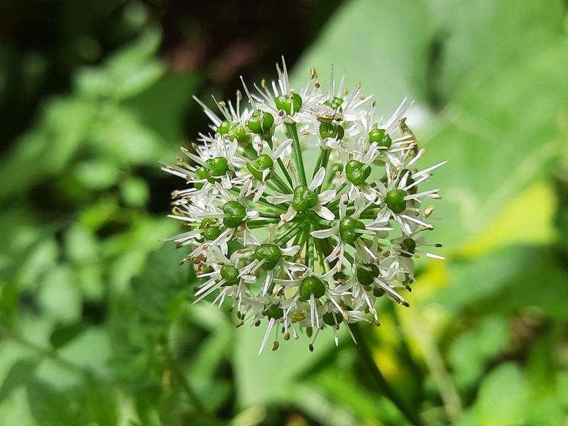 Allium hookeri photo 2
