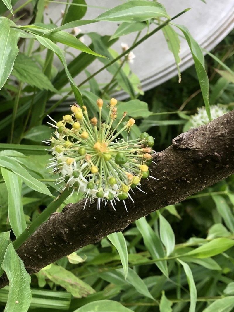 Allium hookeri photo 3