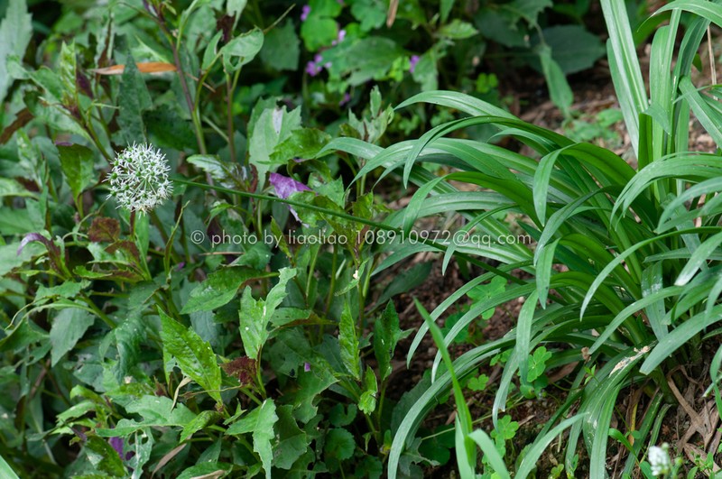 Allium hookeri photo 4