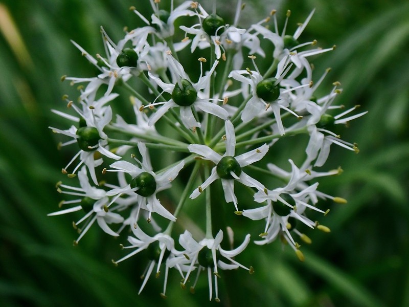 Allium hookeri photo 5
