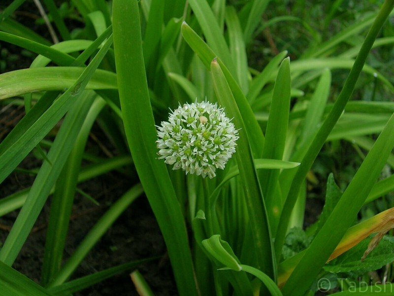 Allium hookeri photo 6