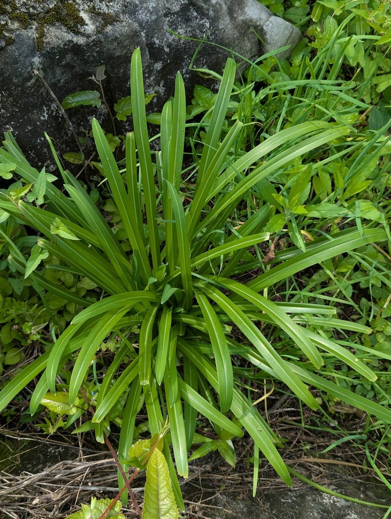 Allium hookeri photo 7