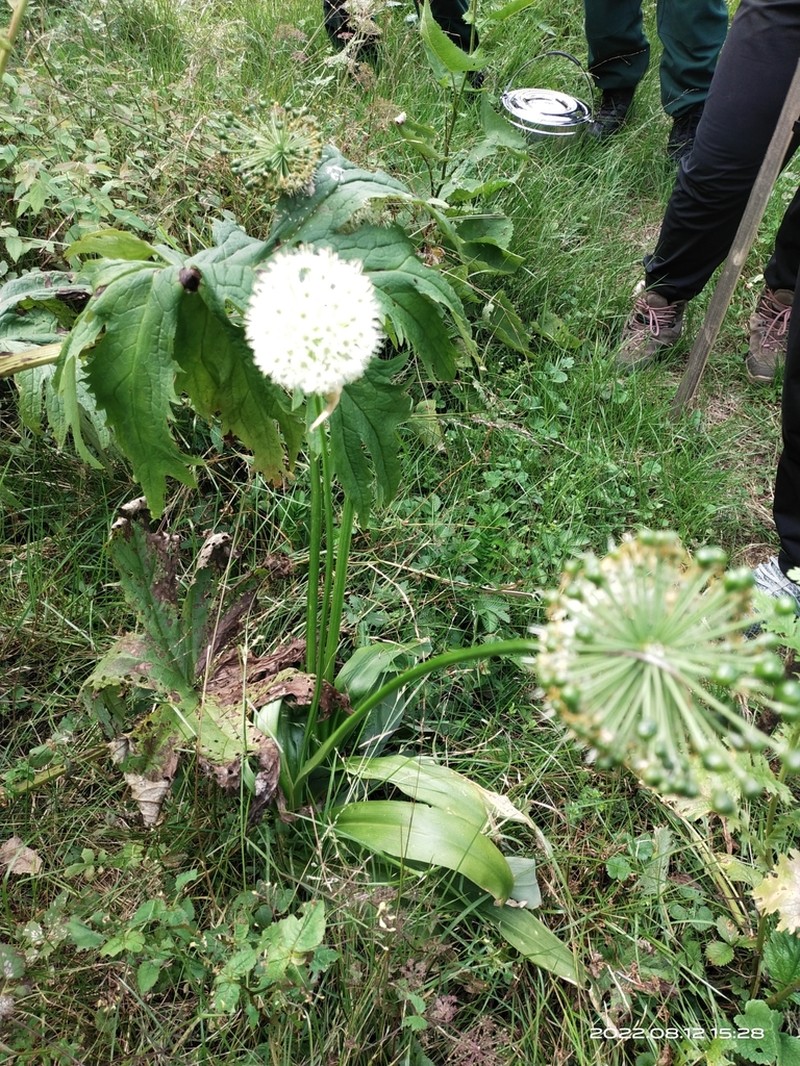 Allium hookeri photo 8