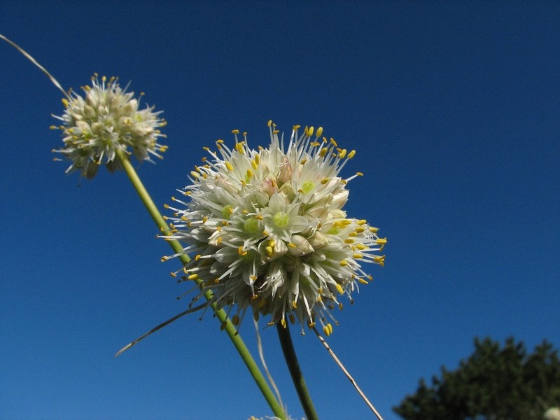 Allium horvatii photo 2