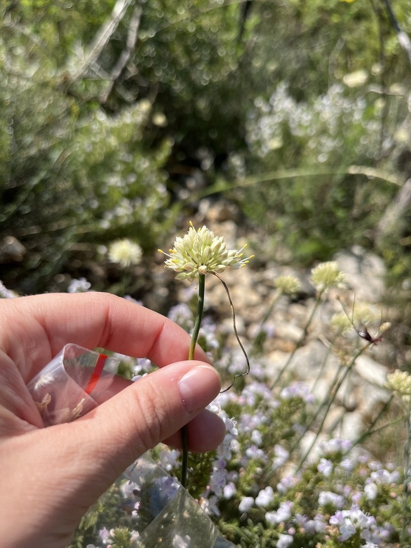 Allium horvatii photo 3