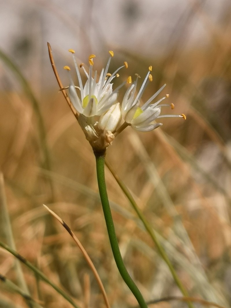 Allium horvatii photo 4