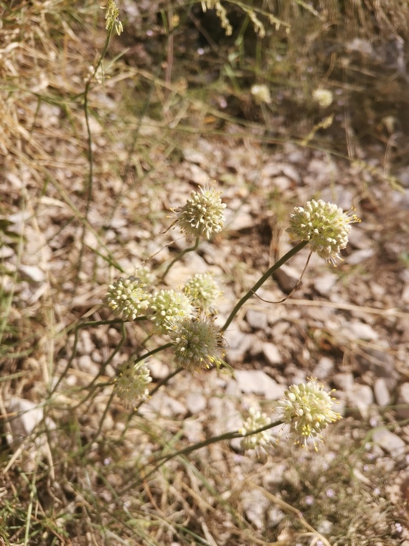 Allium horvatii photo 5
