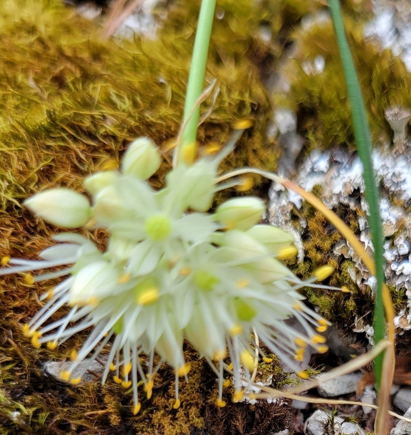 Allium horvatii photo 6