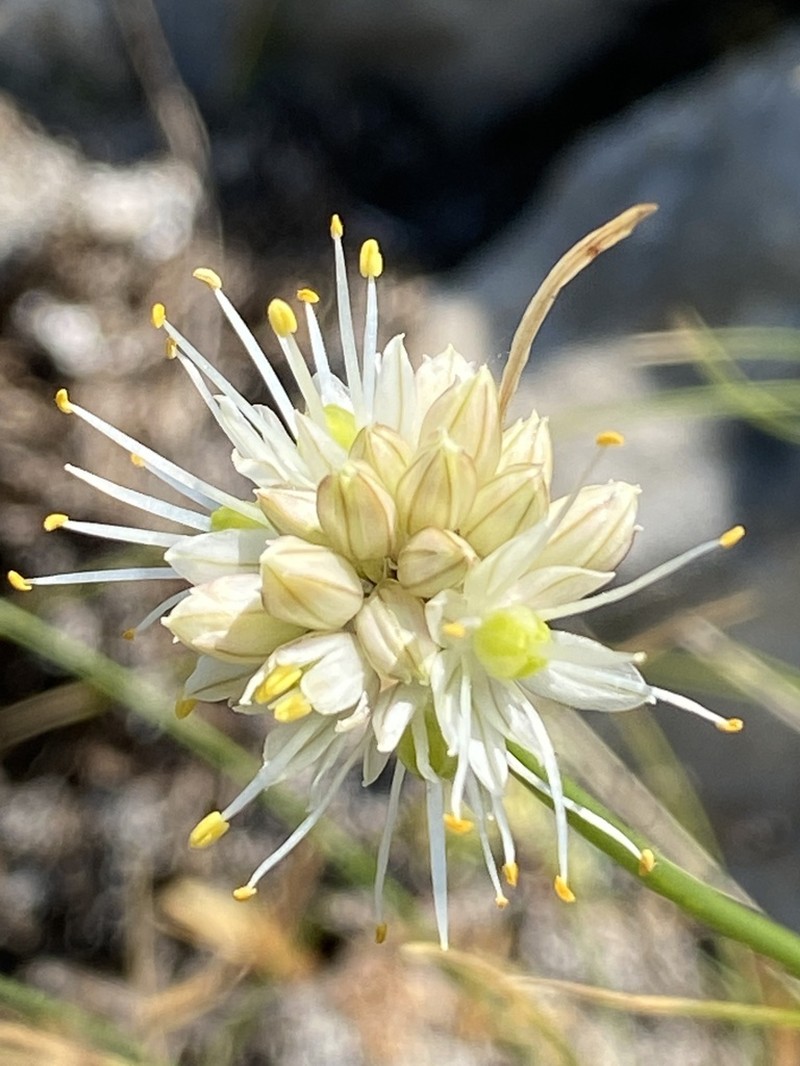 Allium horvatii photo 7