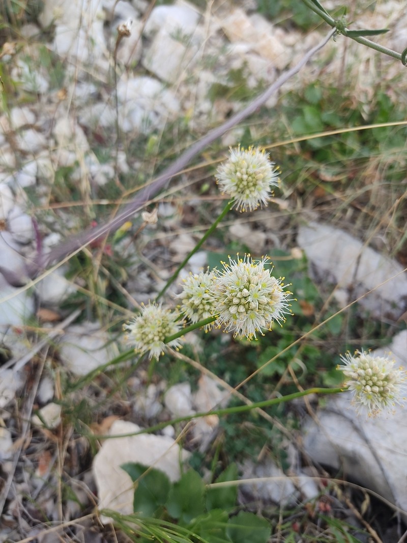 Allium horvatii photo 8
