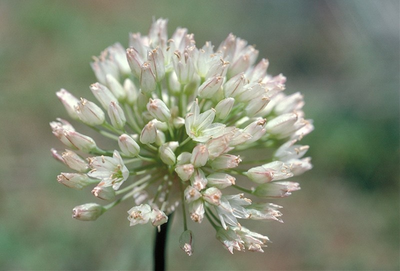 Howell's Onion