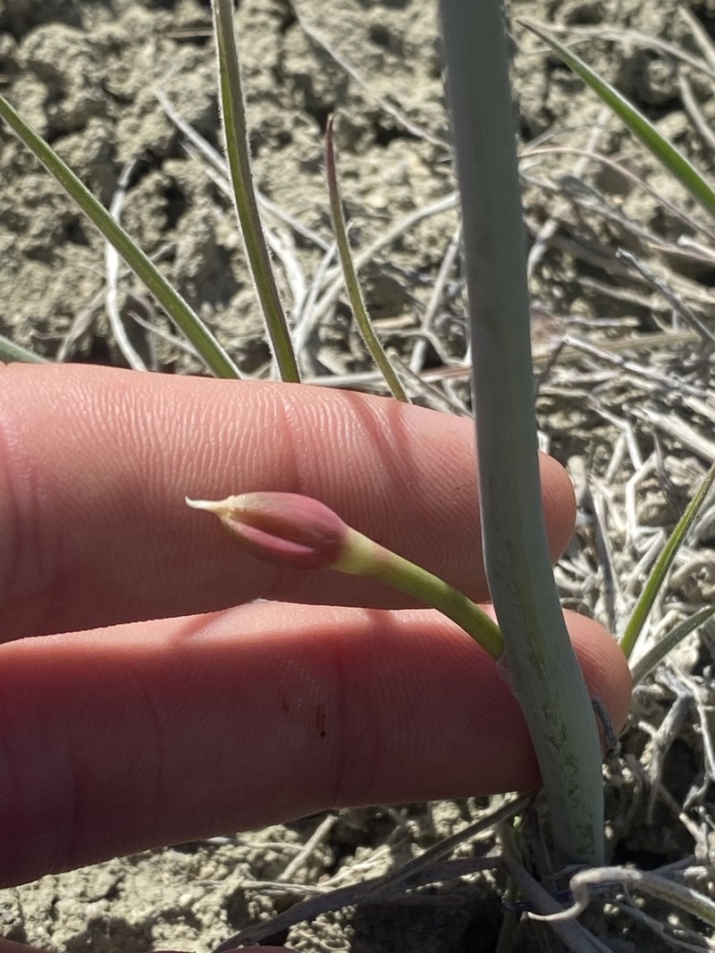 Howell's Onion photo 3