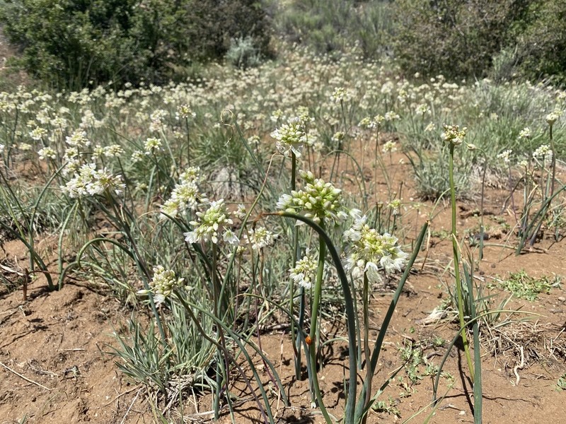 Howell's Onion photo 4