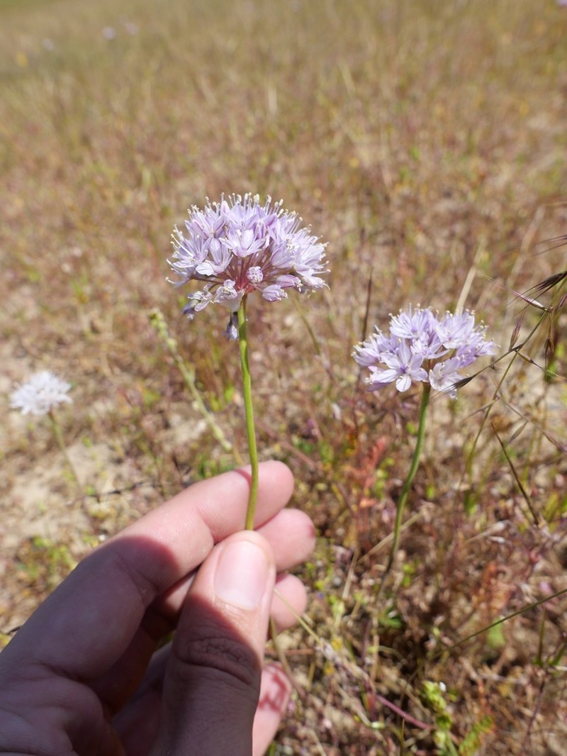Howell's Onion photo 6