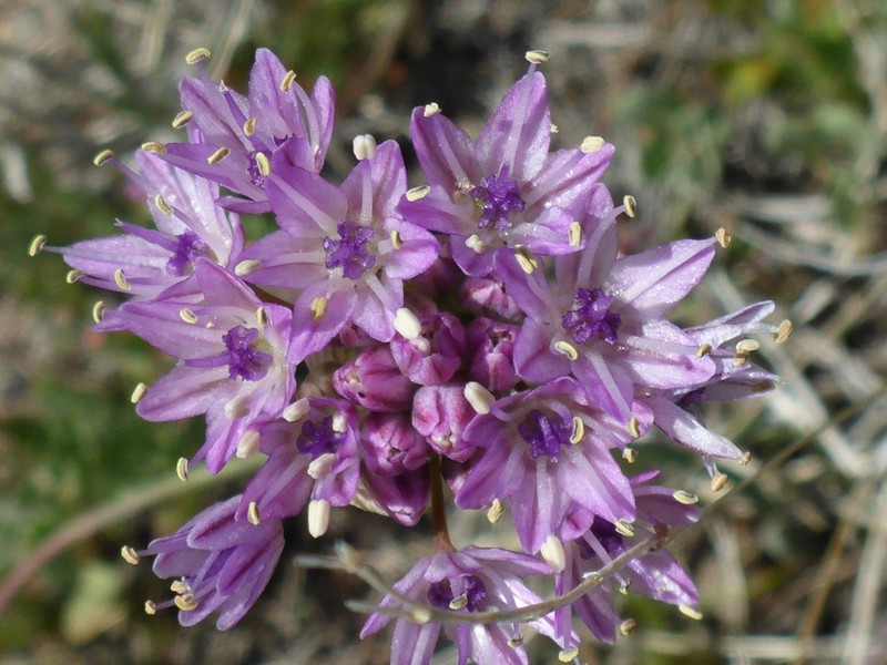 Howell's Onion photo 7