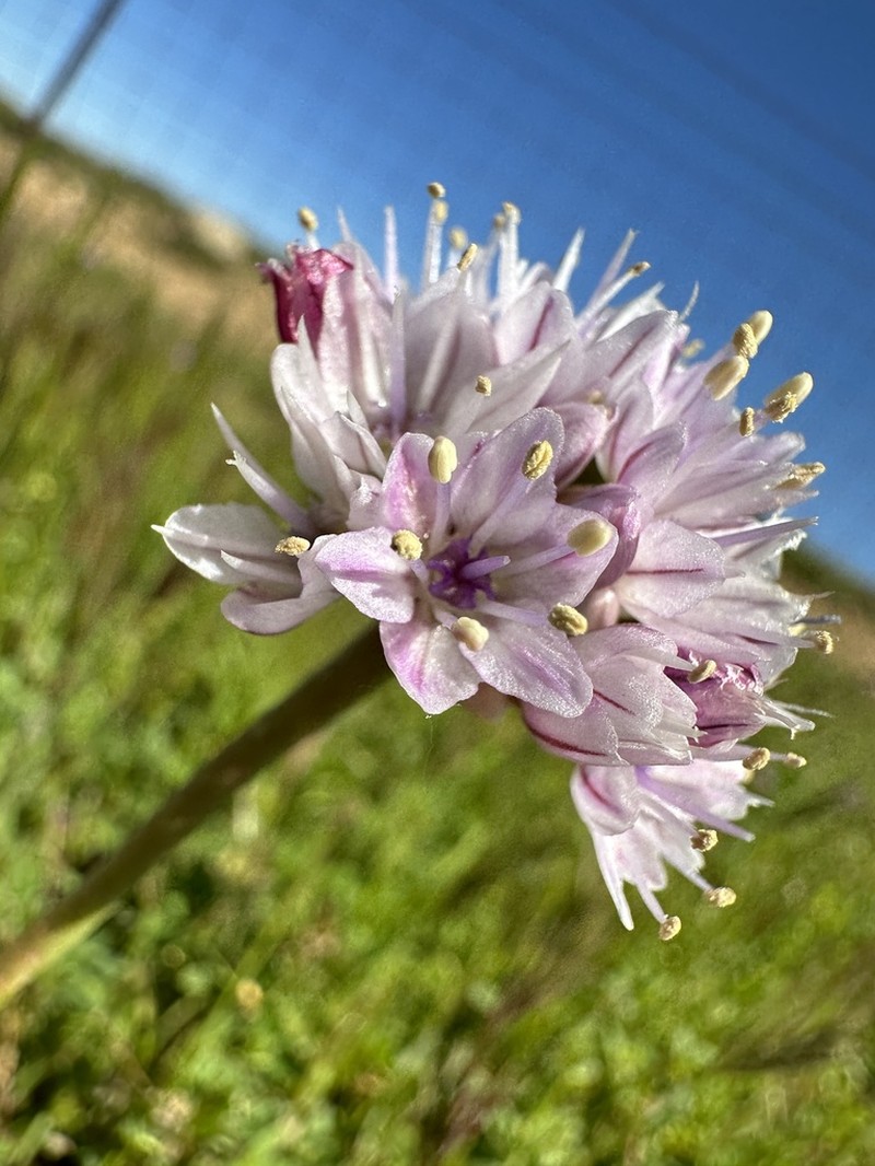 Howell's Onion photo 8