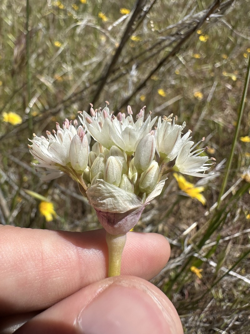 Allium howellii var. clokeyi photo 2