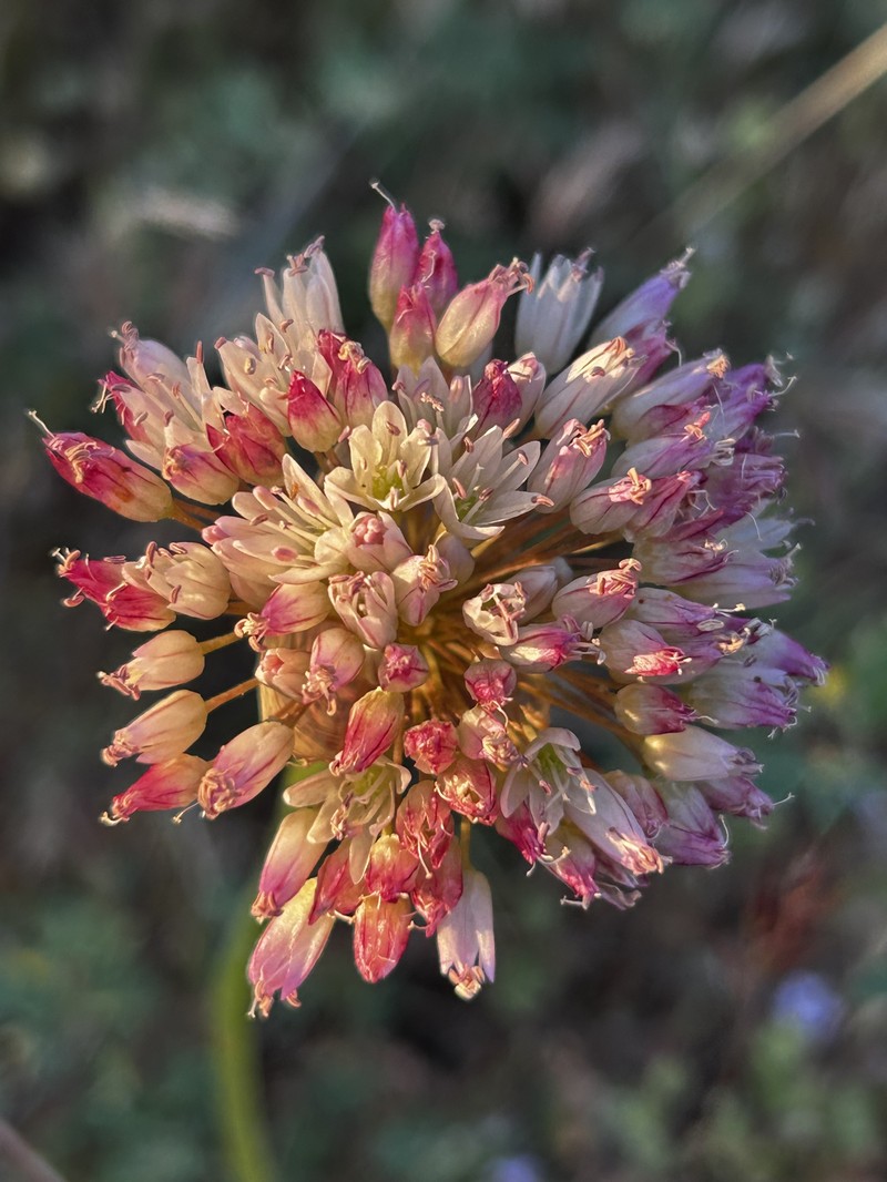 Allium howellii var. clokeyi photo 3