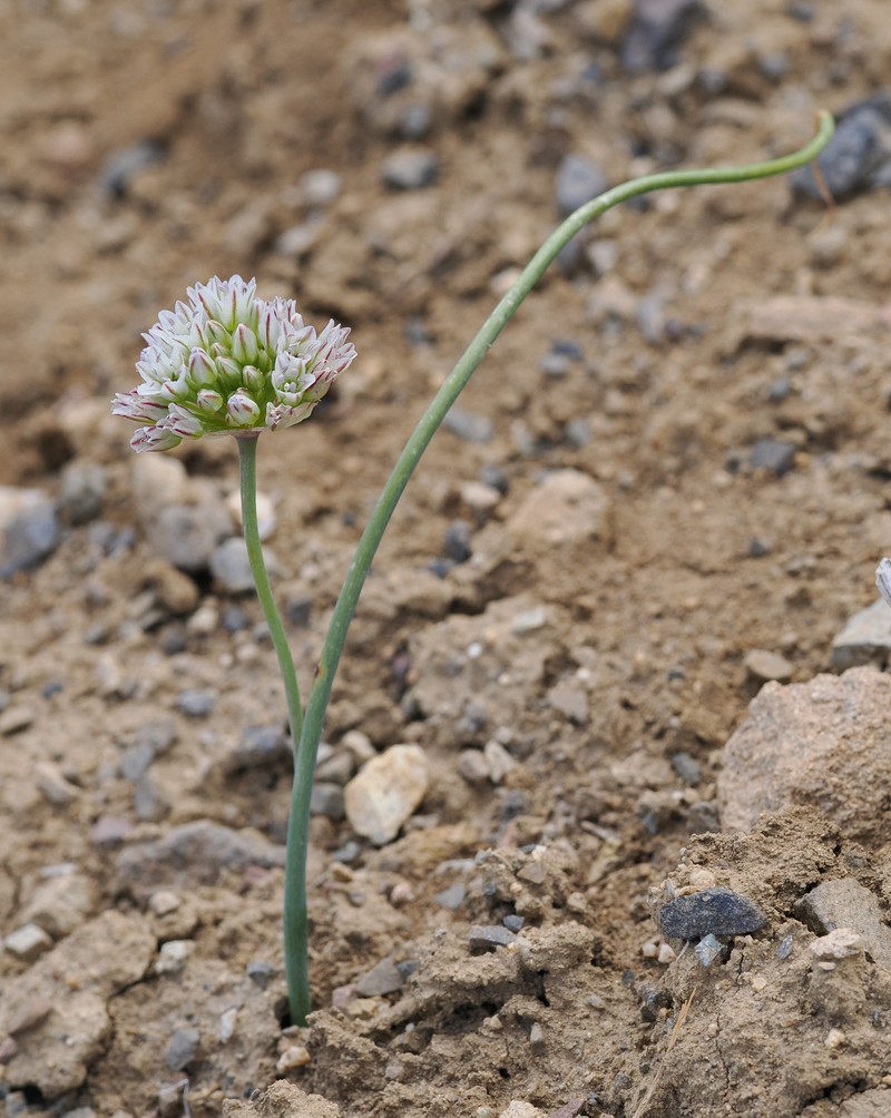 Allium howellii var. clokeyi photo 6