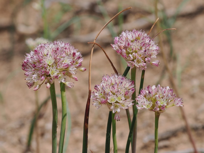 Allium howellii var. clokeyi photo 7
