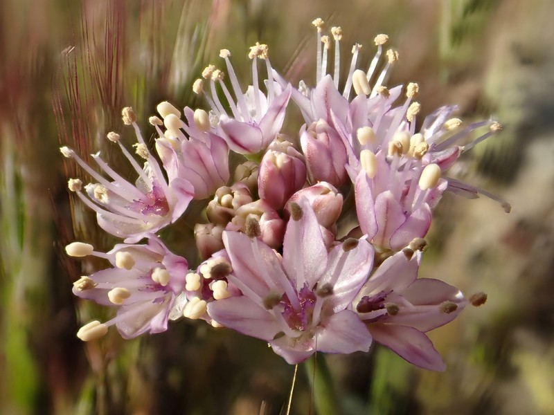 Allium howellii var. howellii