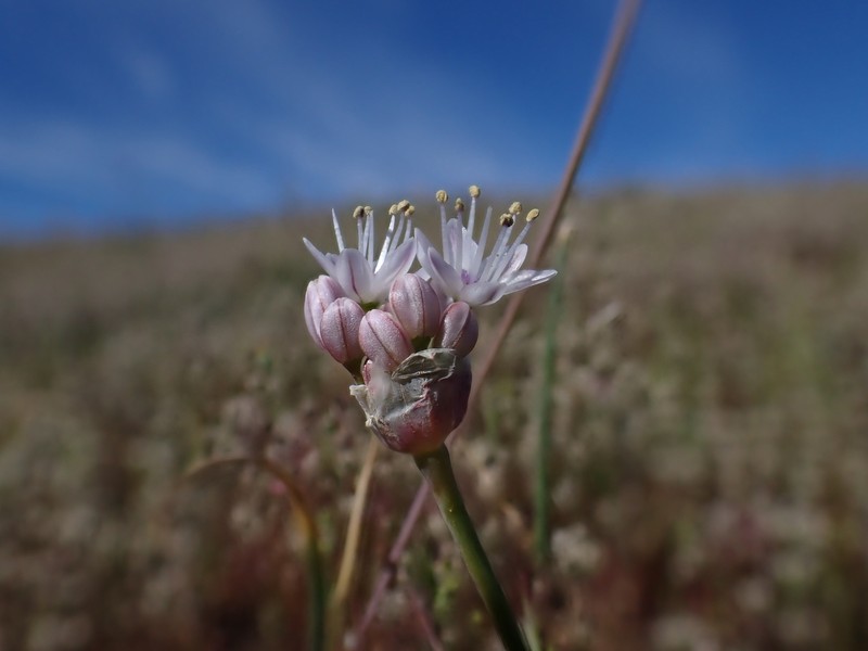 Allium howellii var. howellii photo 2