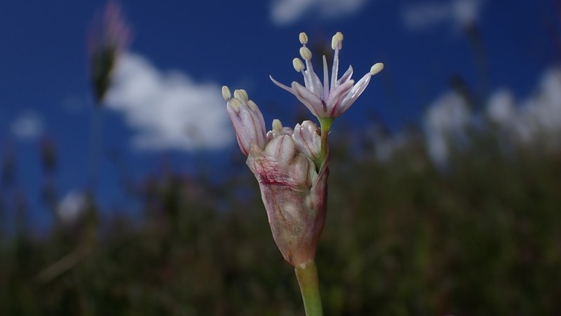 Allium howellii var. howellii photo 3