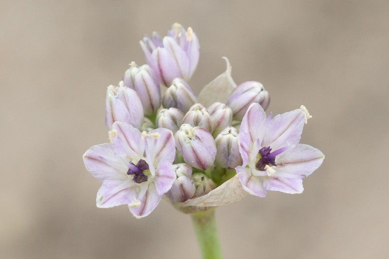 Allium howellii var. howellii photo 5